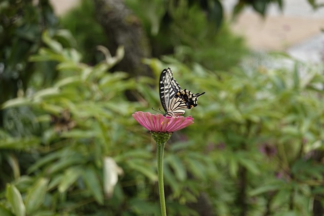 环节